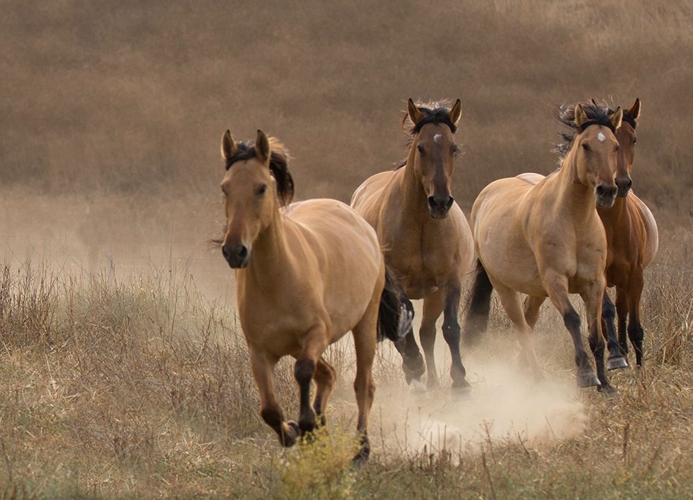 Wild Mares art print by Sally Linden for $57.95 CAD